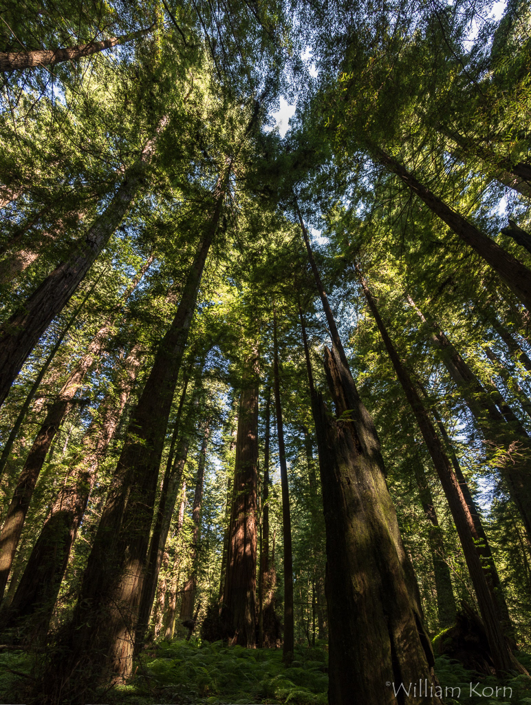 Redwood National Park