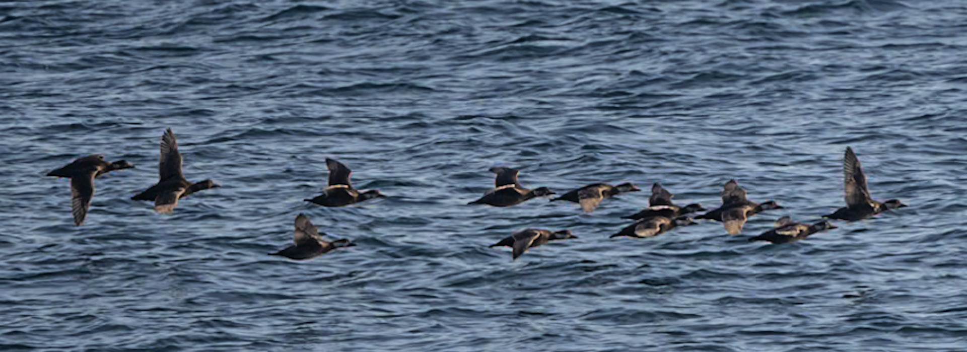 Black-winged scoters