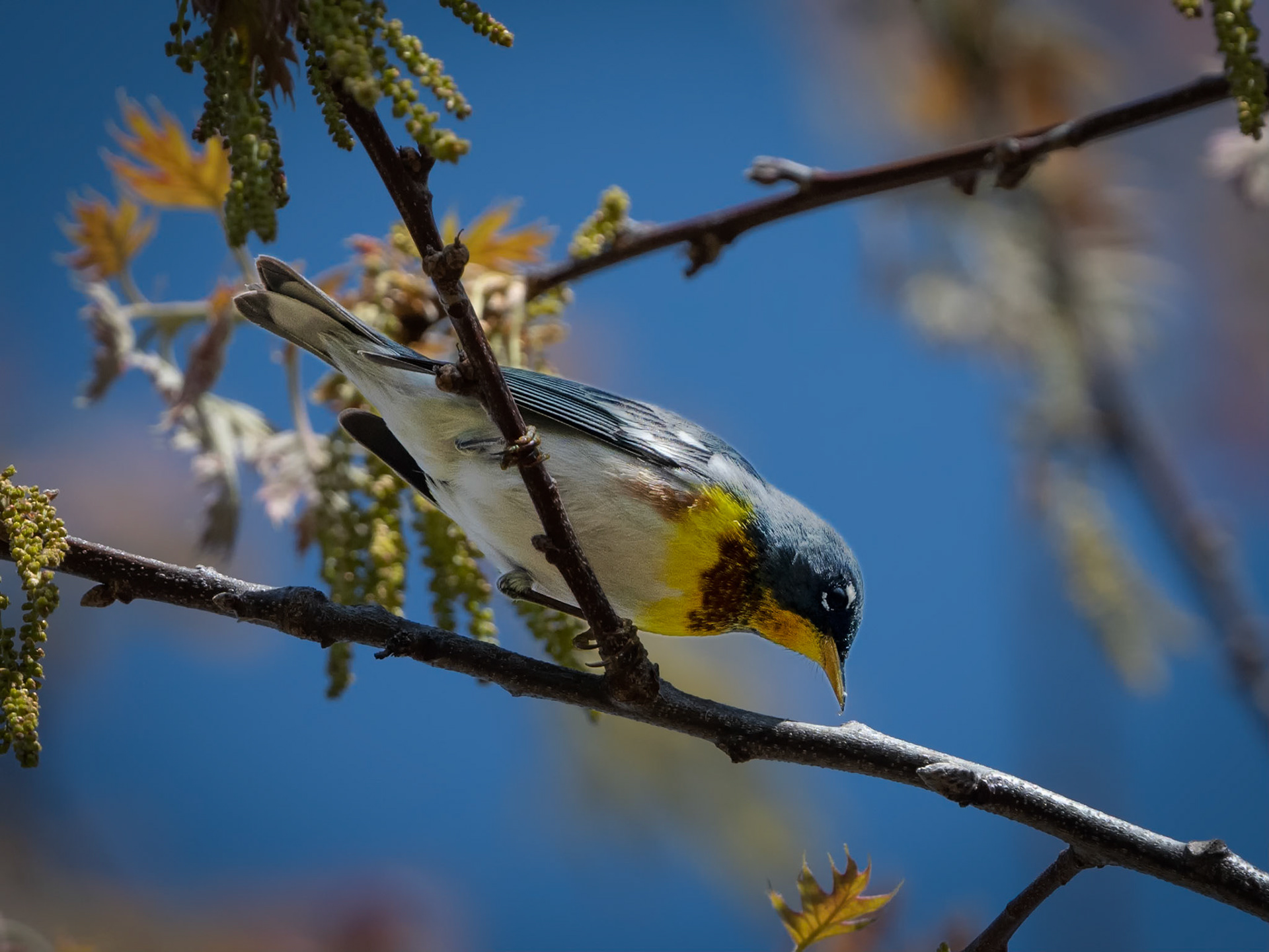 Northern Parula