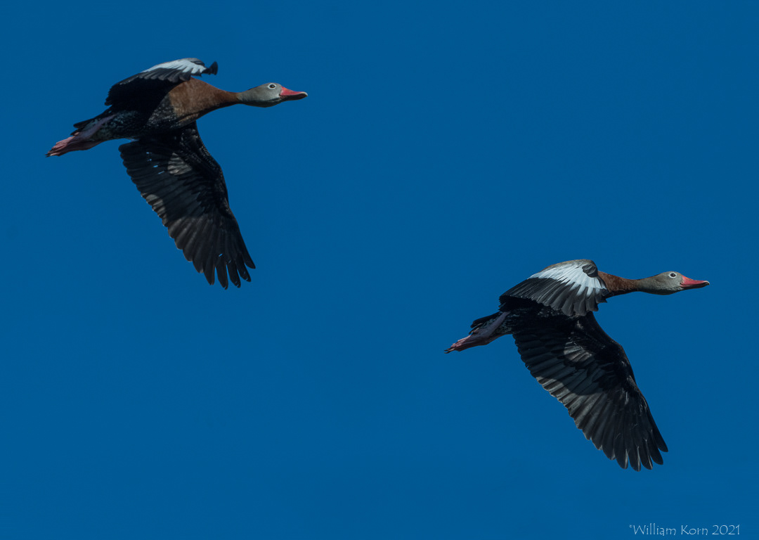 Black Bellied Whistling Ducks