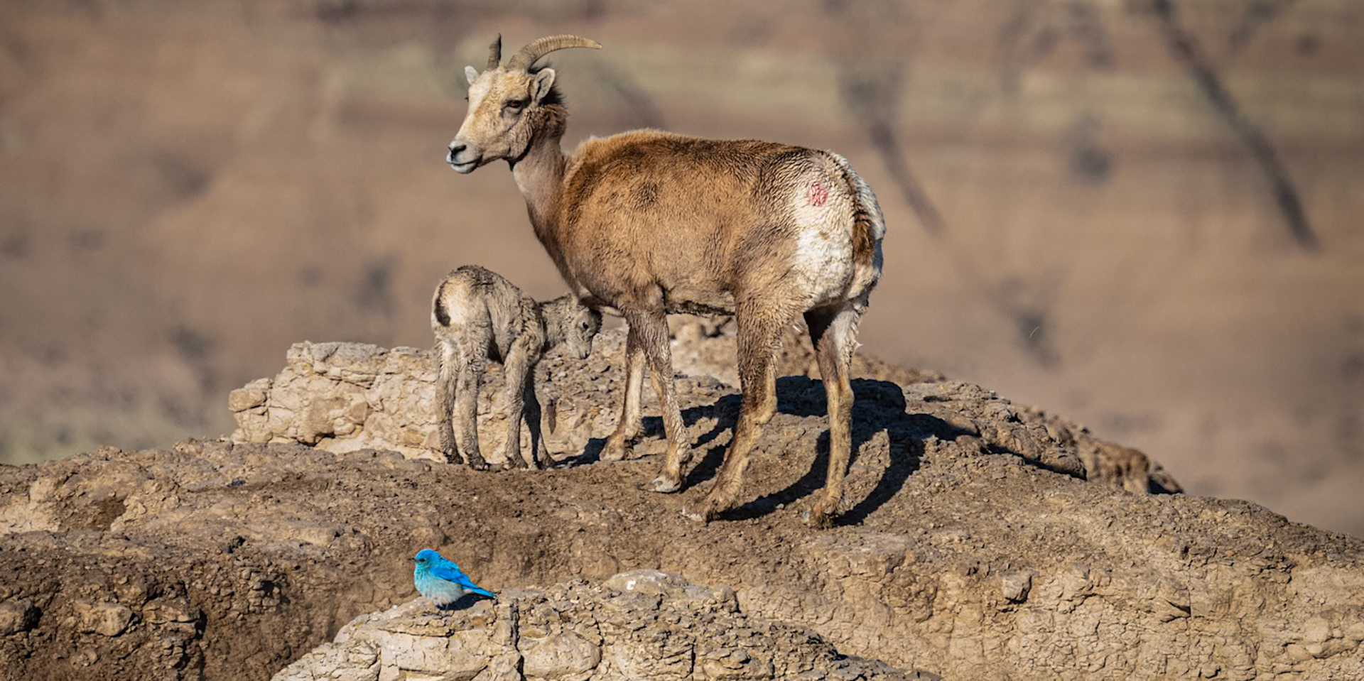 Longhorn Sheep and Calf - South Dakota