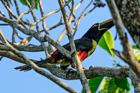 Fiery Billed Aracari (Toucan)-Costa Rica