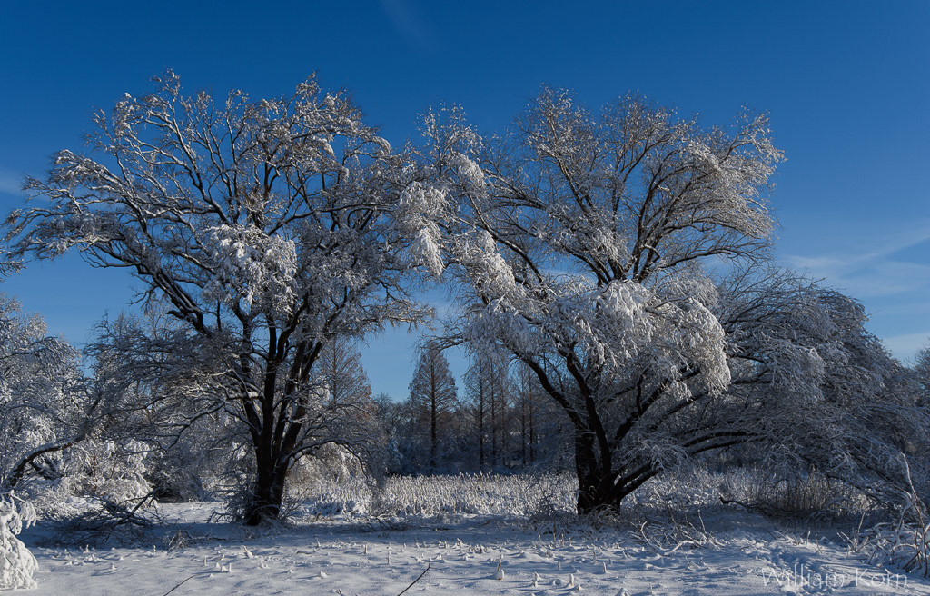 Arnold Arboretum