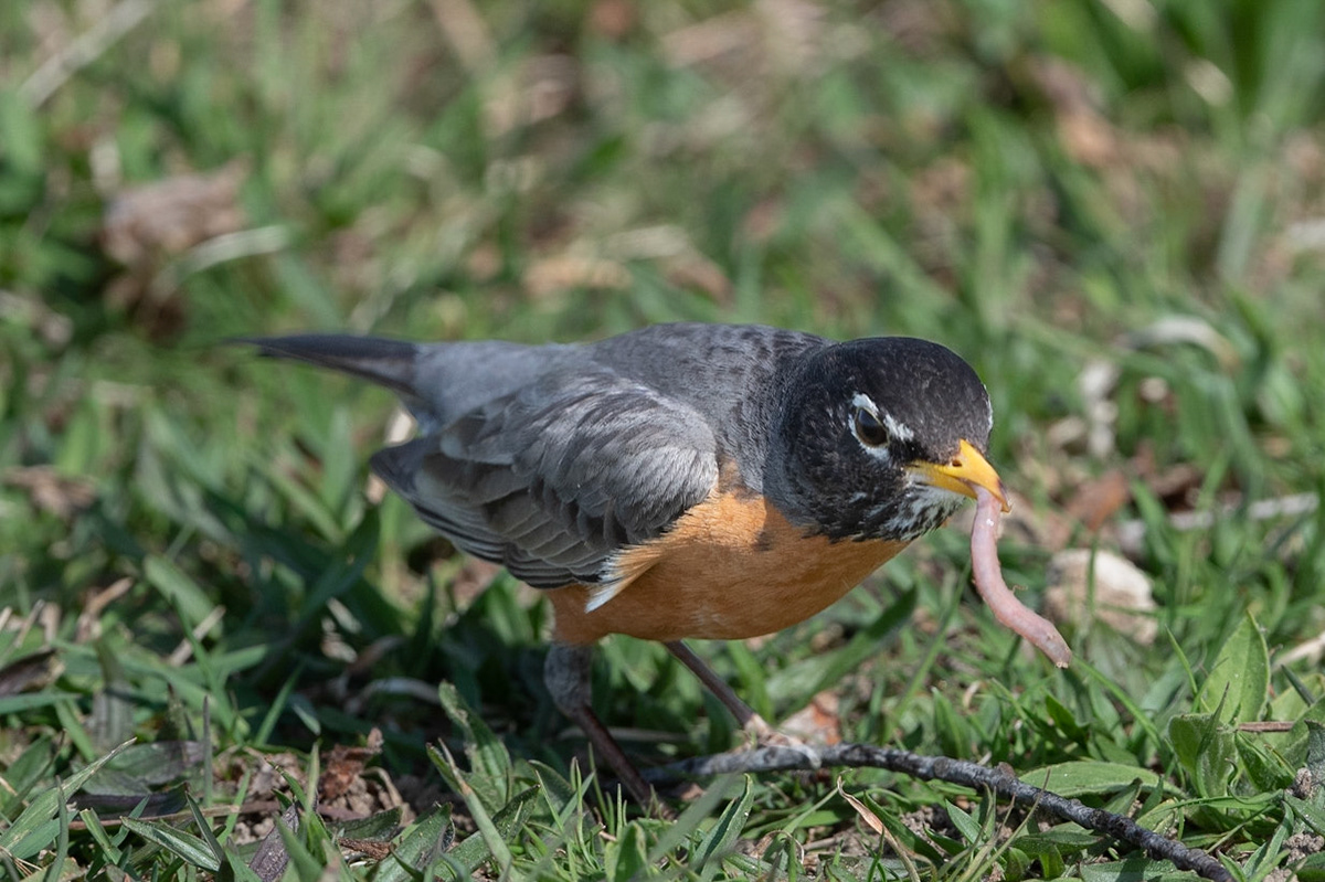 Robin at lunch