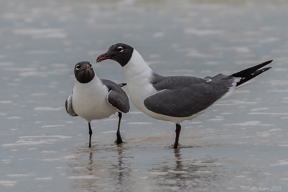 "Sydney Segal, I'm not getting any younger! The Terns have 4 hatchlings already and my mother wants to be Boobie!" Caption winner Sam Goldberg. Two laughing gulls.