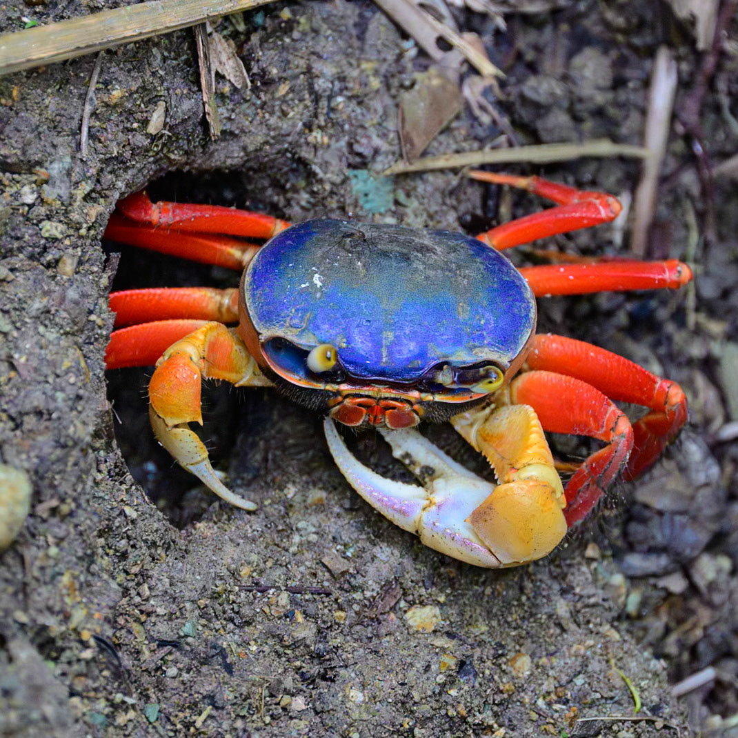 Red Land Crab  -- "Halloween Crab" - Costa Rica