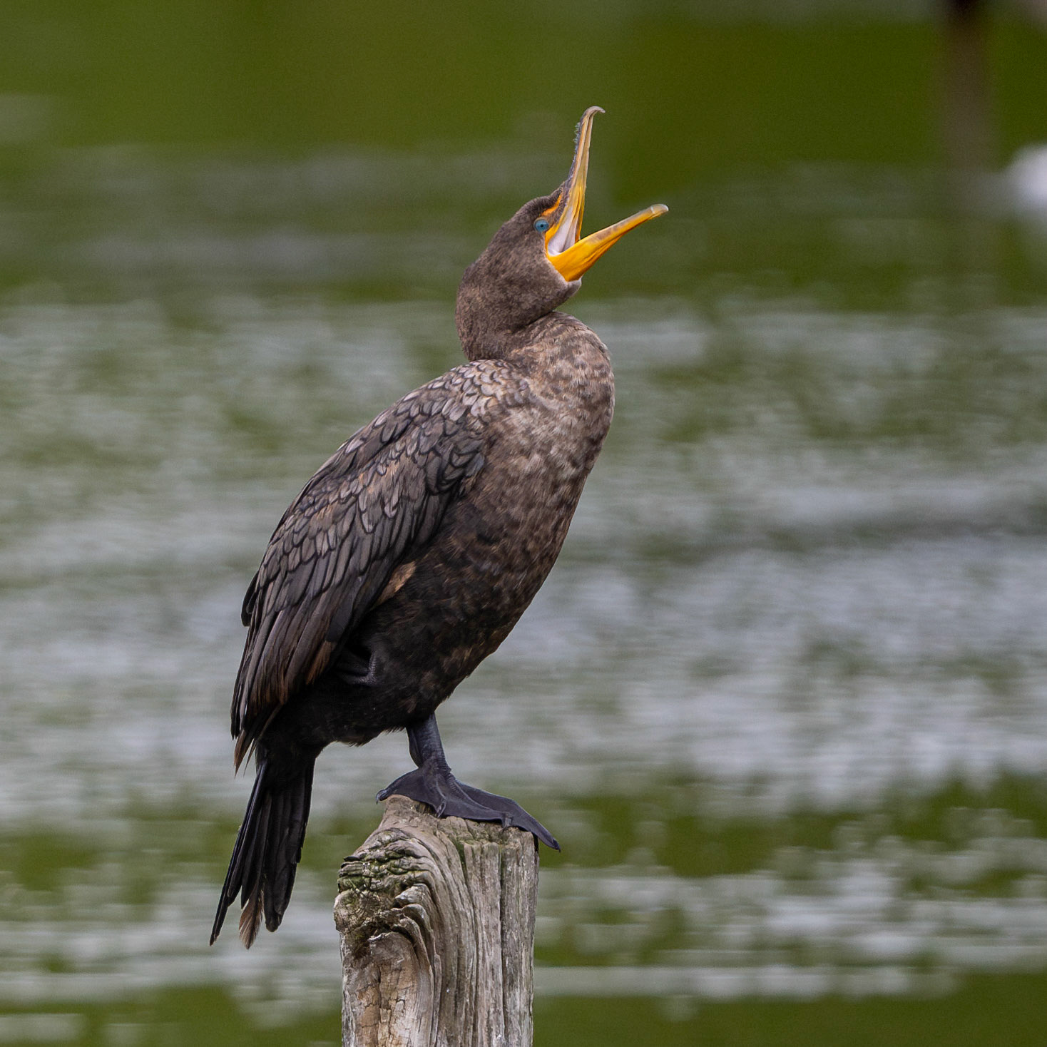 Double-crested cormorant in Harwich