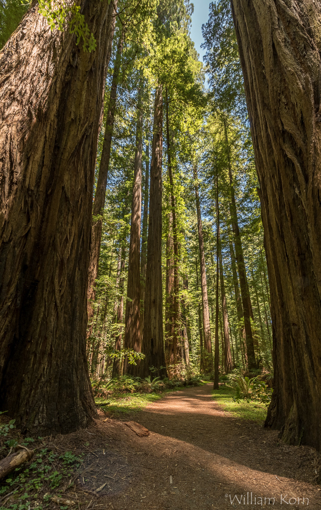 Redwood National Park