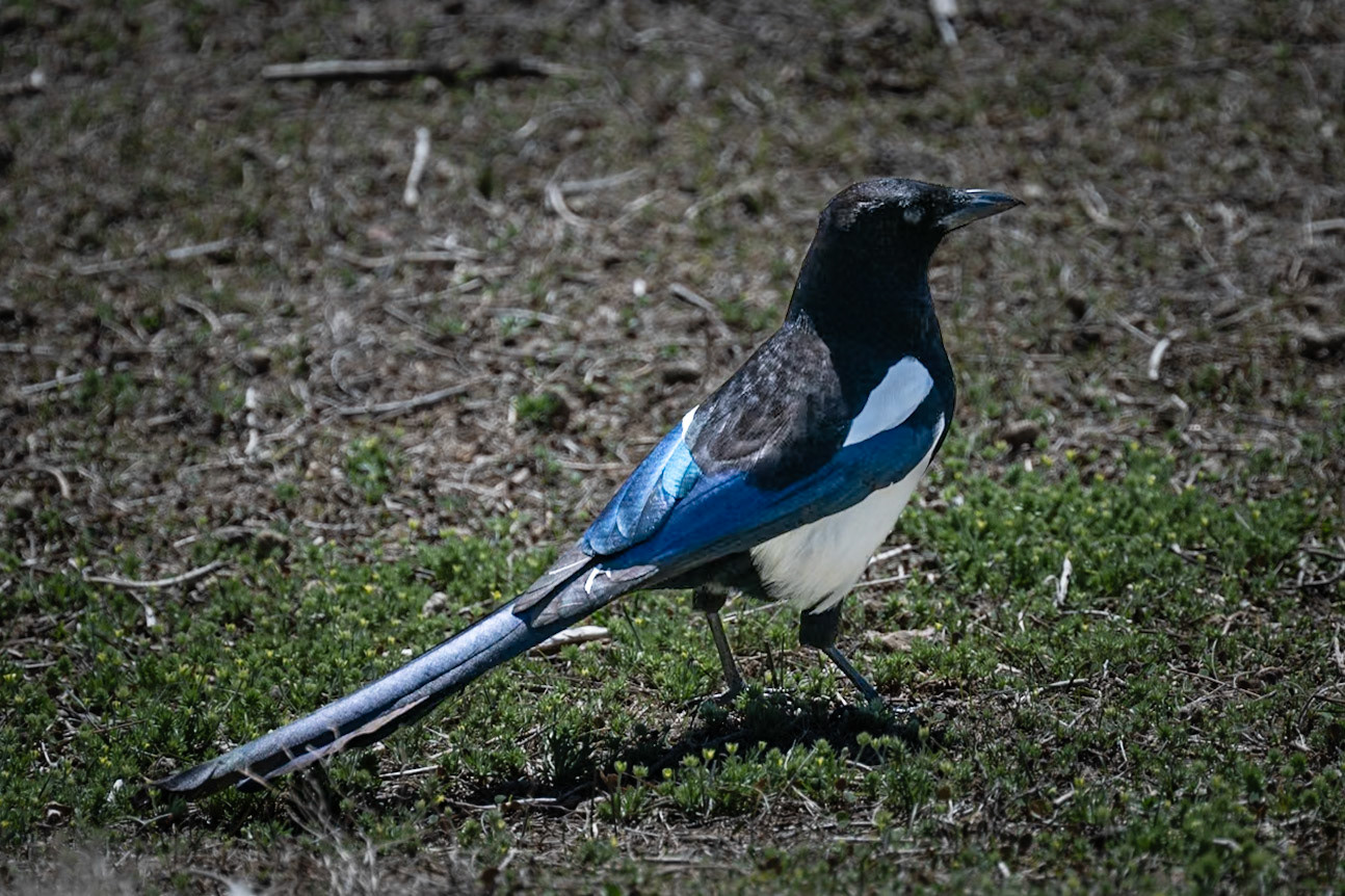 Magpie