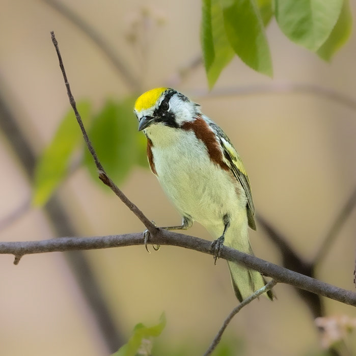 Chestnut-sided warbler