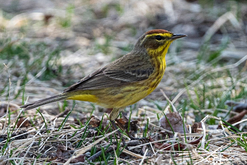 Palm Warbler