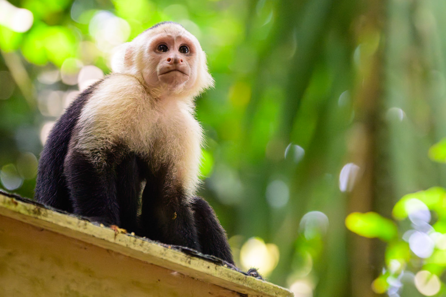 Capucin Monkey