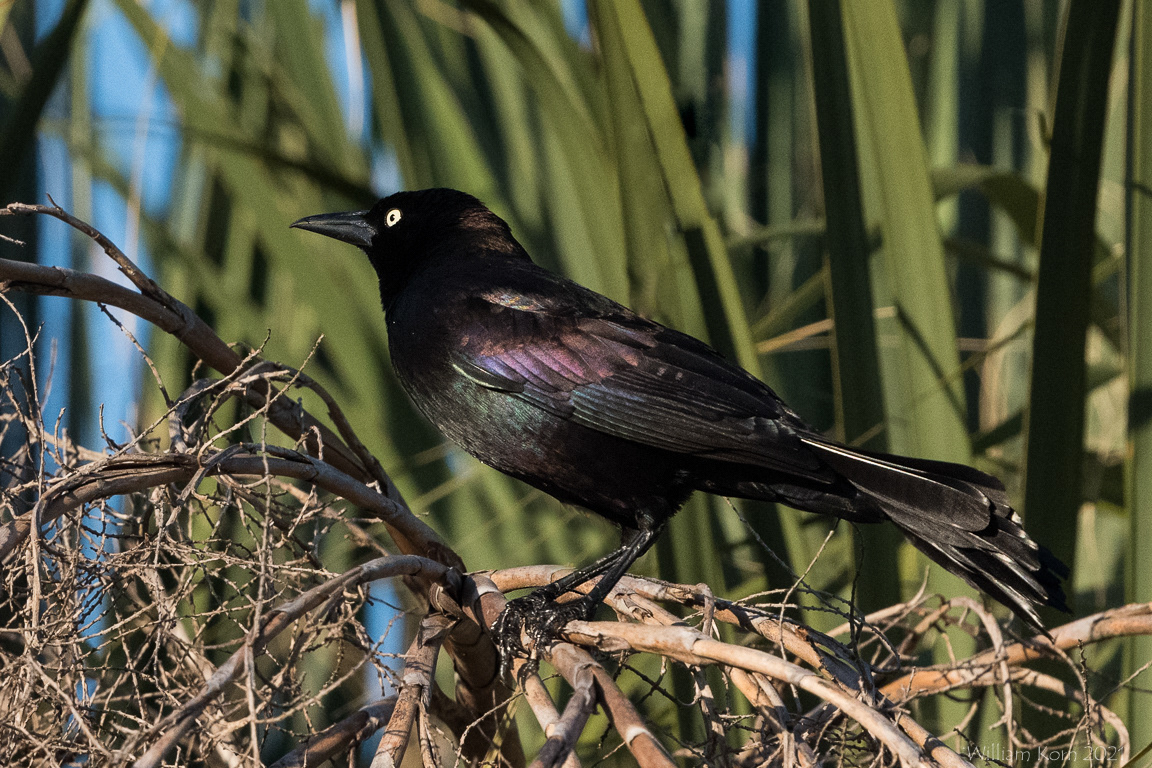 Common Grackle