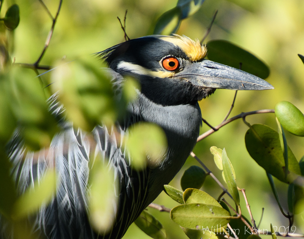 Black Crowned Night Heron