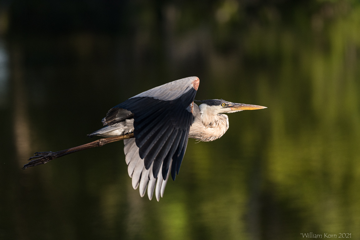 Great Blue Heron in Flight