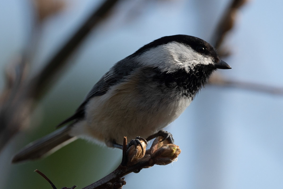 Chickadee