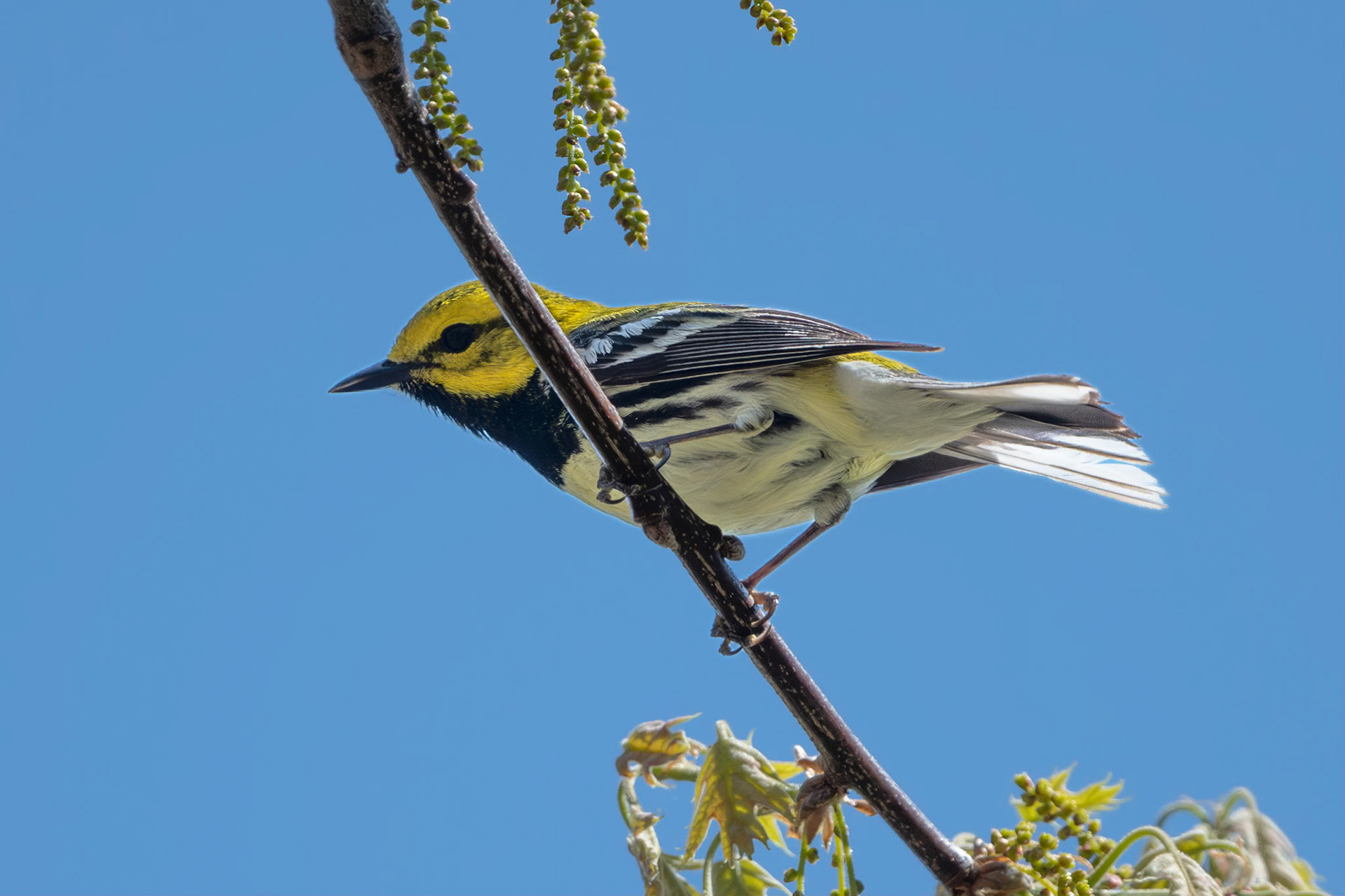 Black-throated green warbler