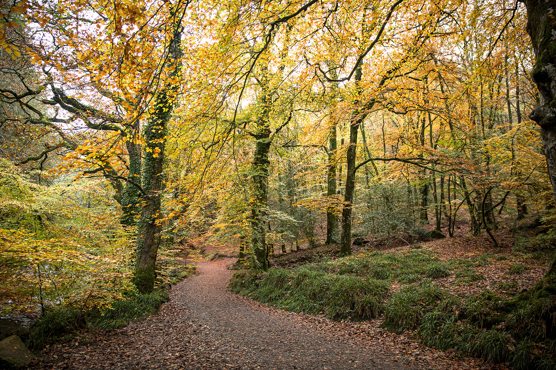 Fingle Woods