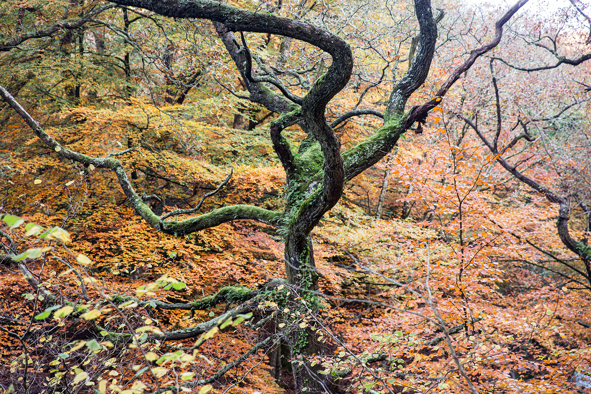 Autumn in Fingle Woods