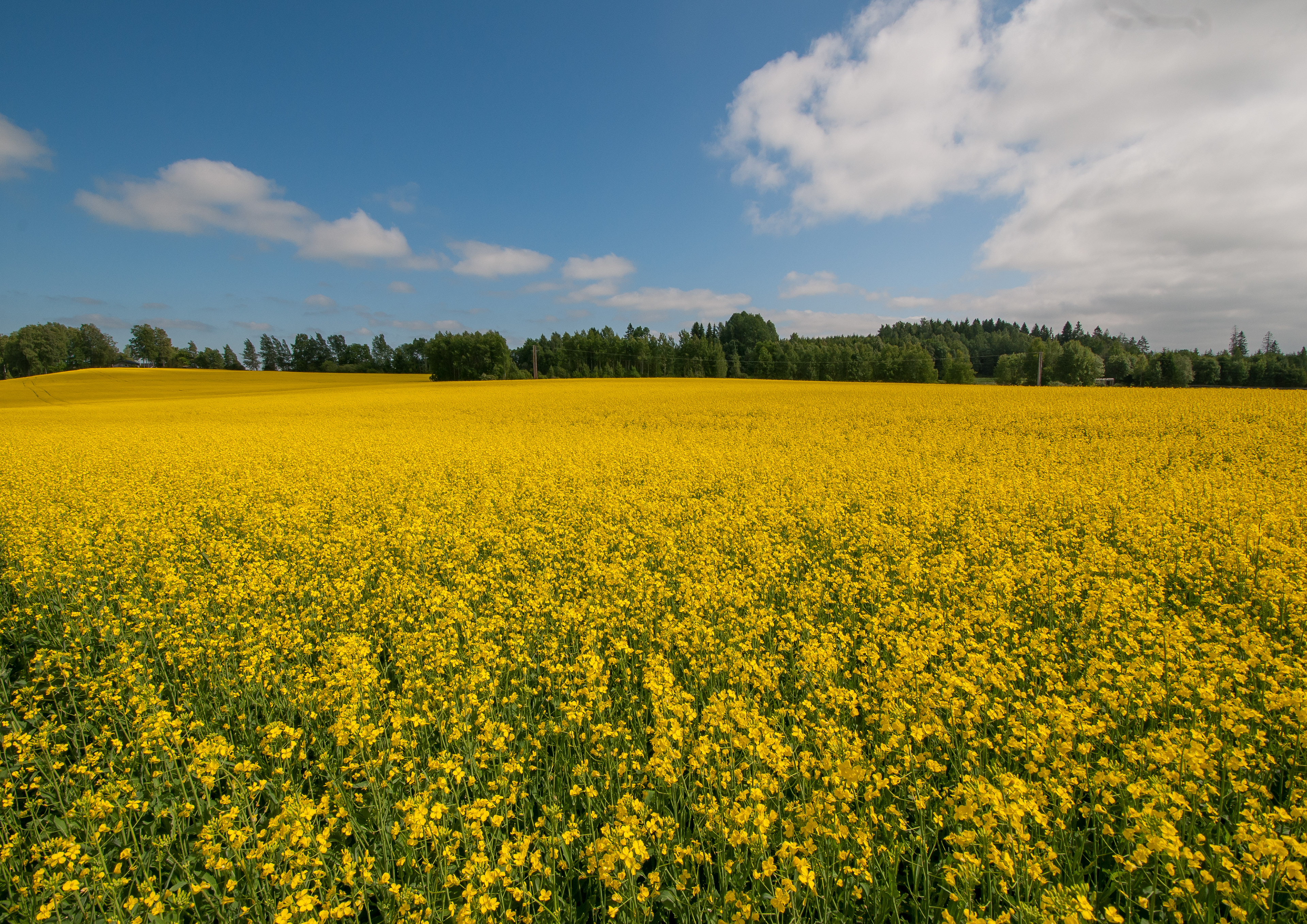 Yellow field