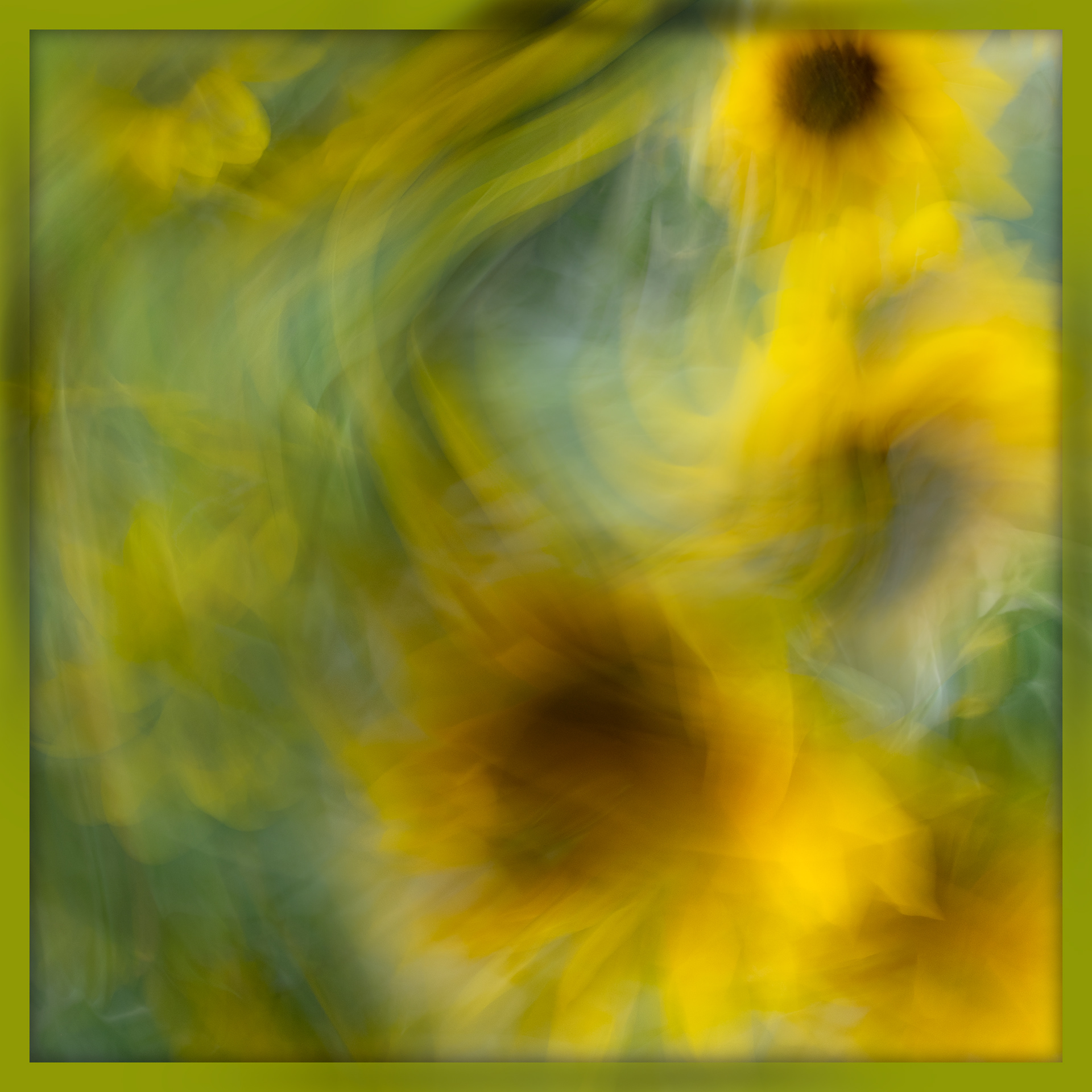 Sunflowers in the wind, just for the fun of it.