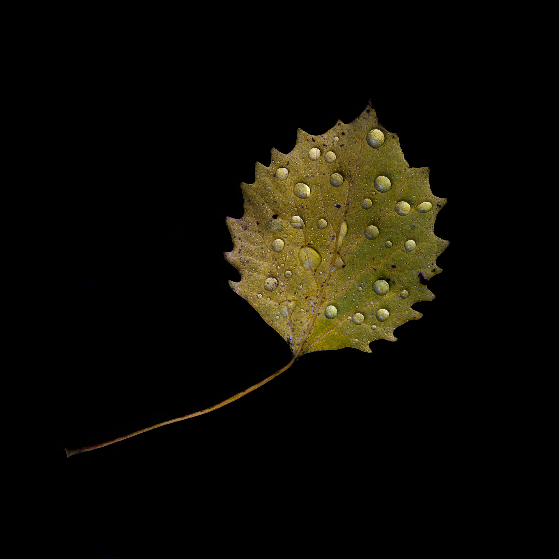 Just an aspen leaf. Shot on an autumn day between product shoots.