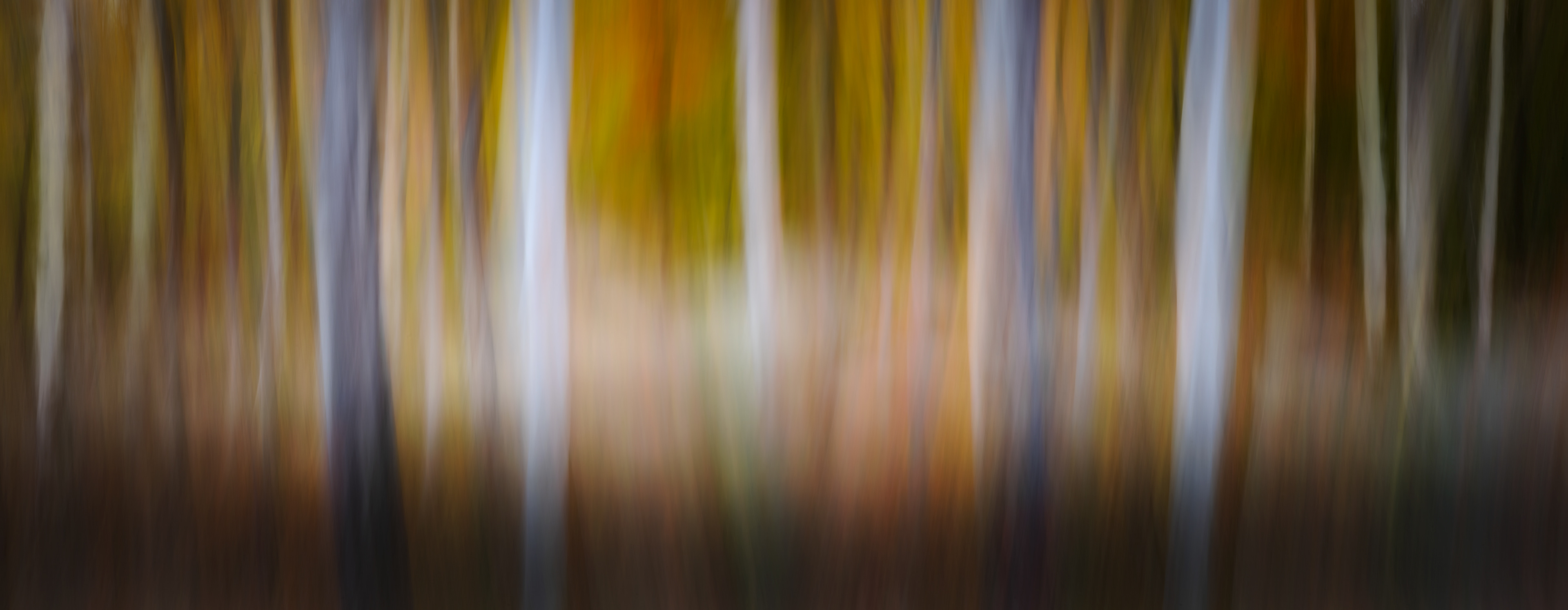 Northern New Hampshire foliage ICM. Stark grey trunks and the hues of autumn. A three-image composite.