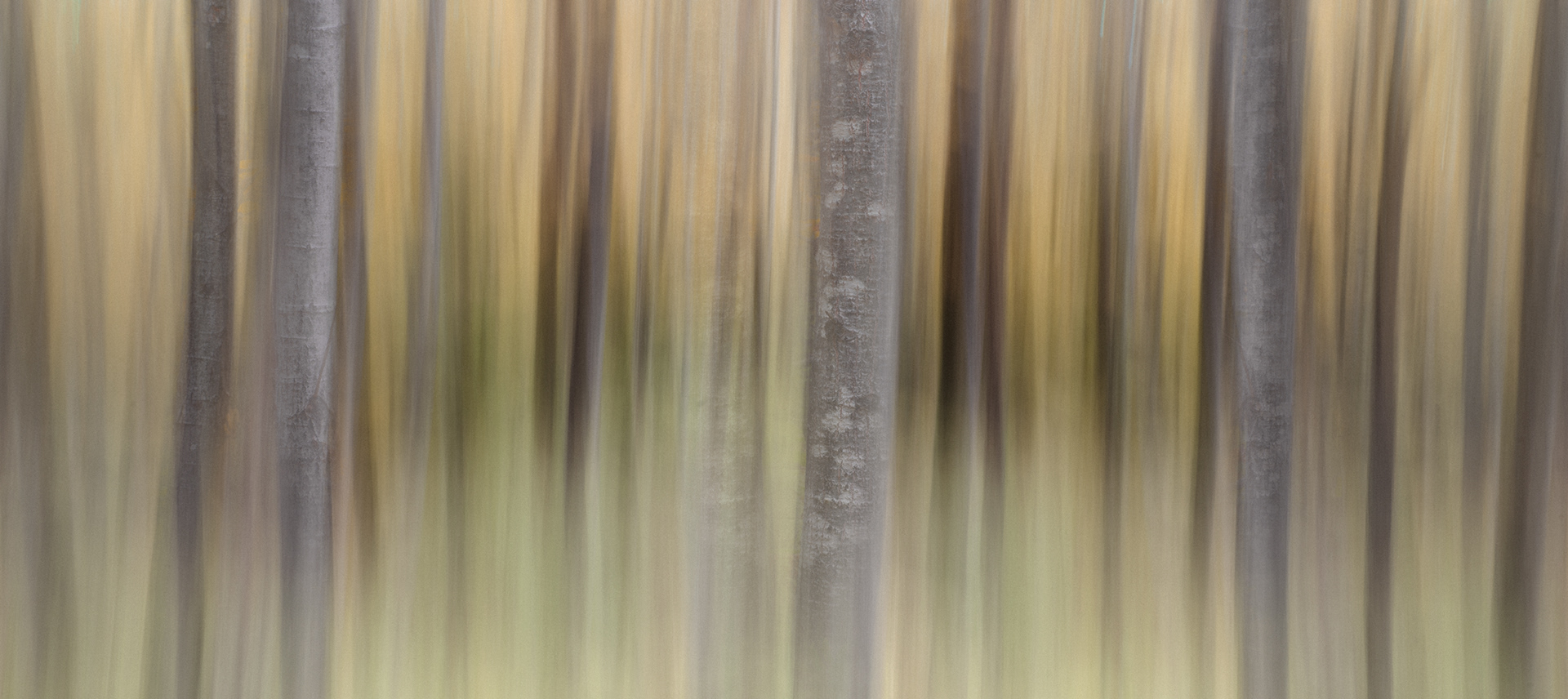 The coming fall. Down behind the meadow in the aspens.