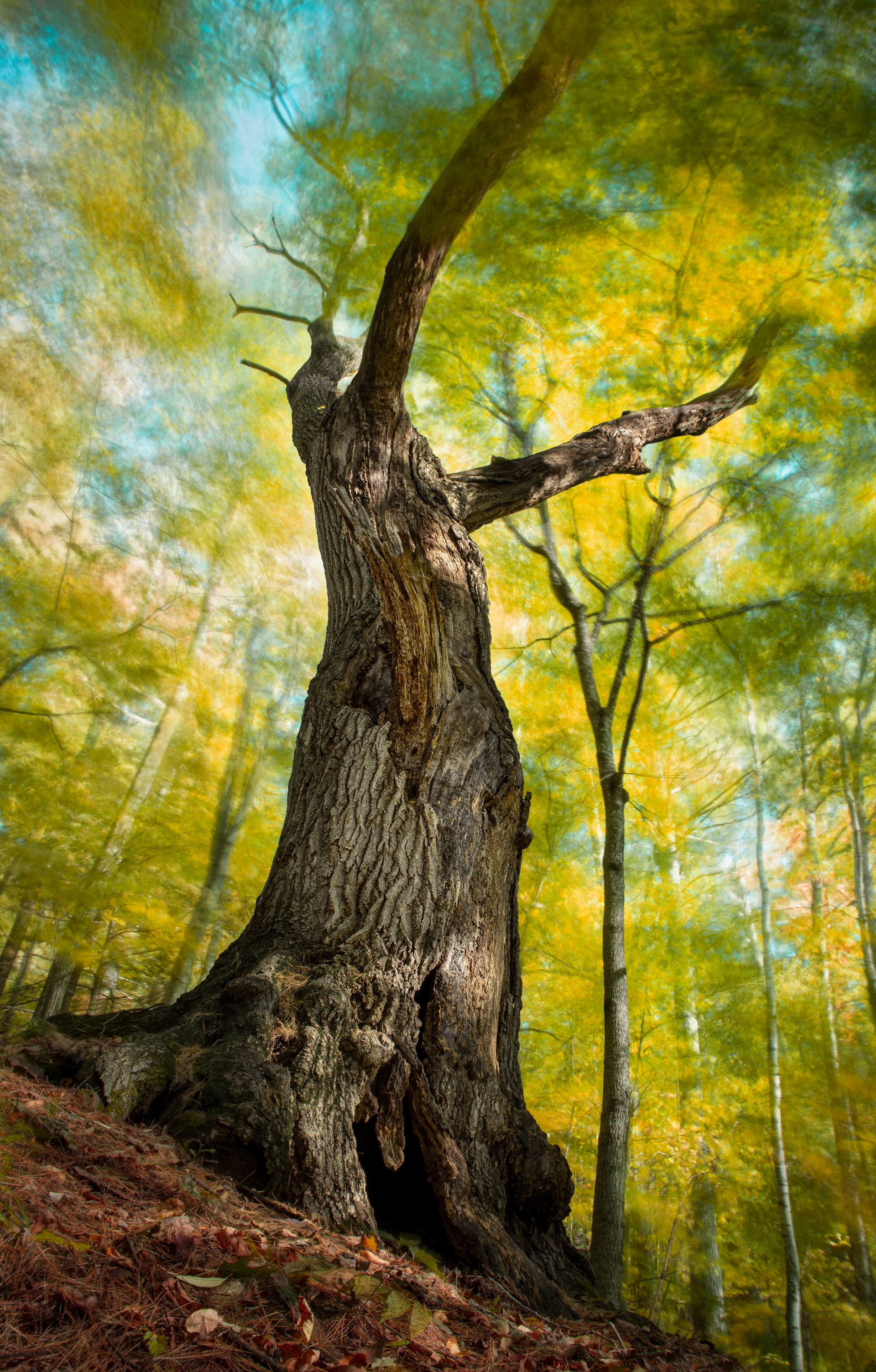 The Reaching Oak, patriarch of the forest (seriously, this thing is humungous)