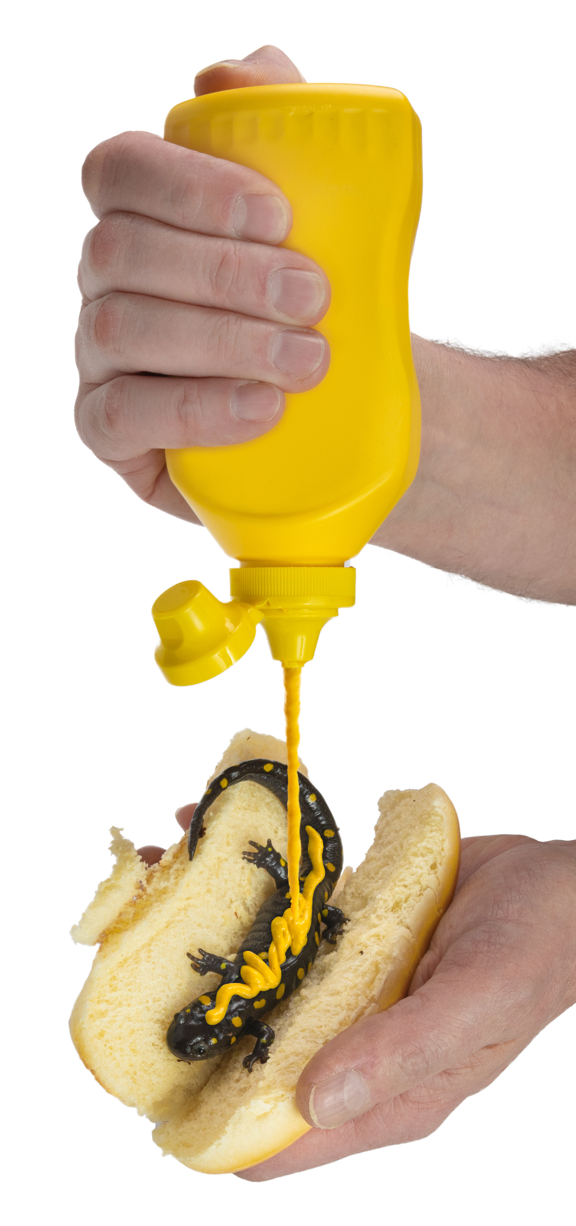 The salamander was returned to the wild unharmed (and never had any mustard on him).