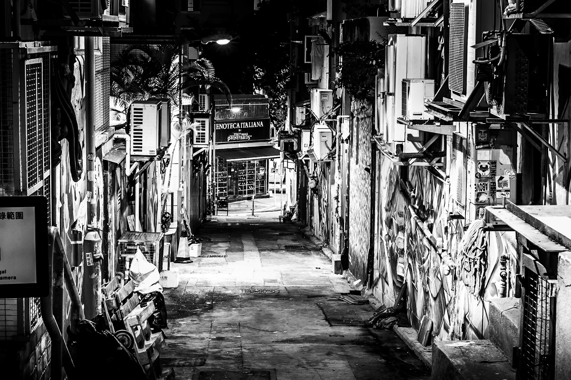 Alley cat