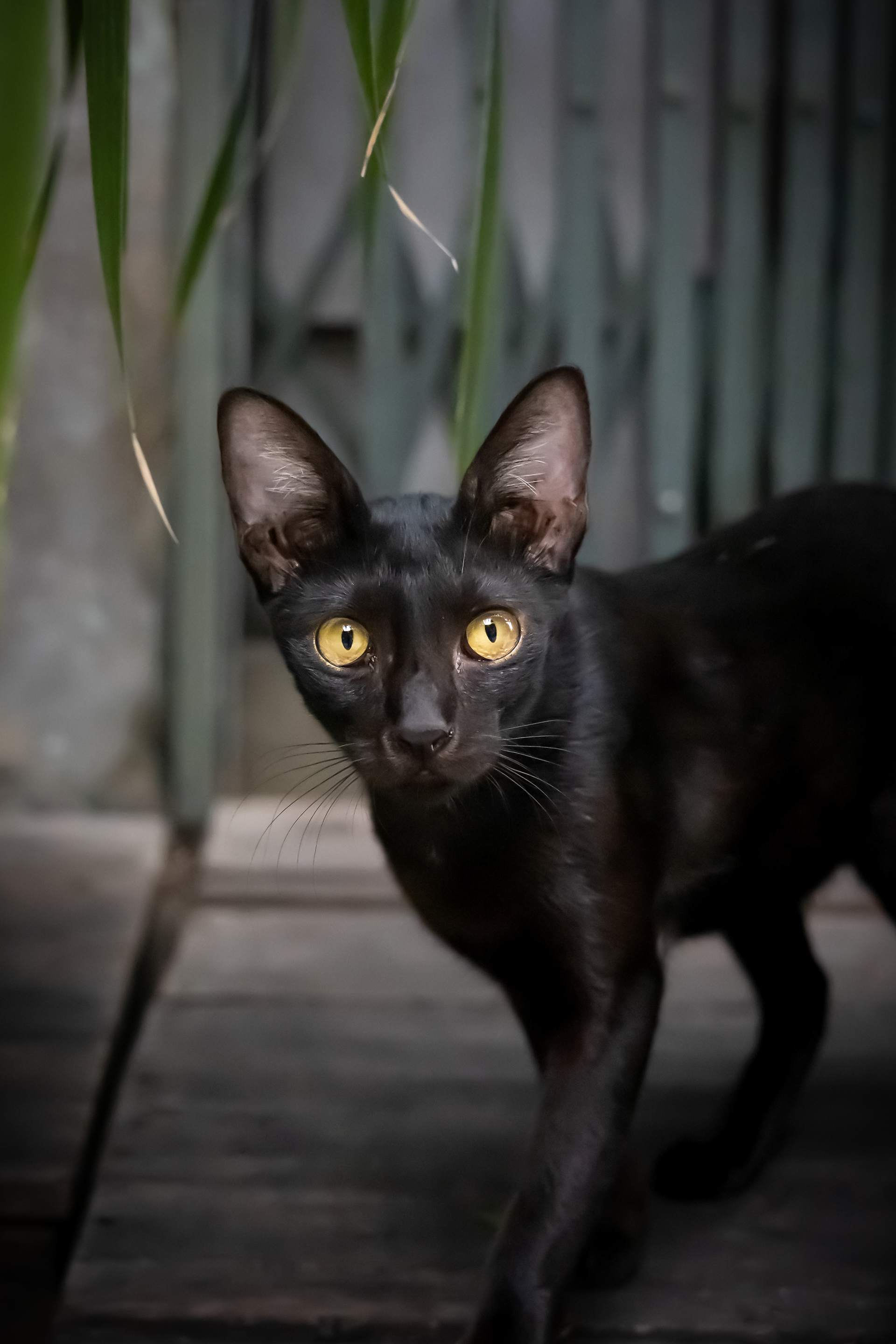 Black stare