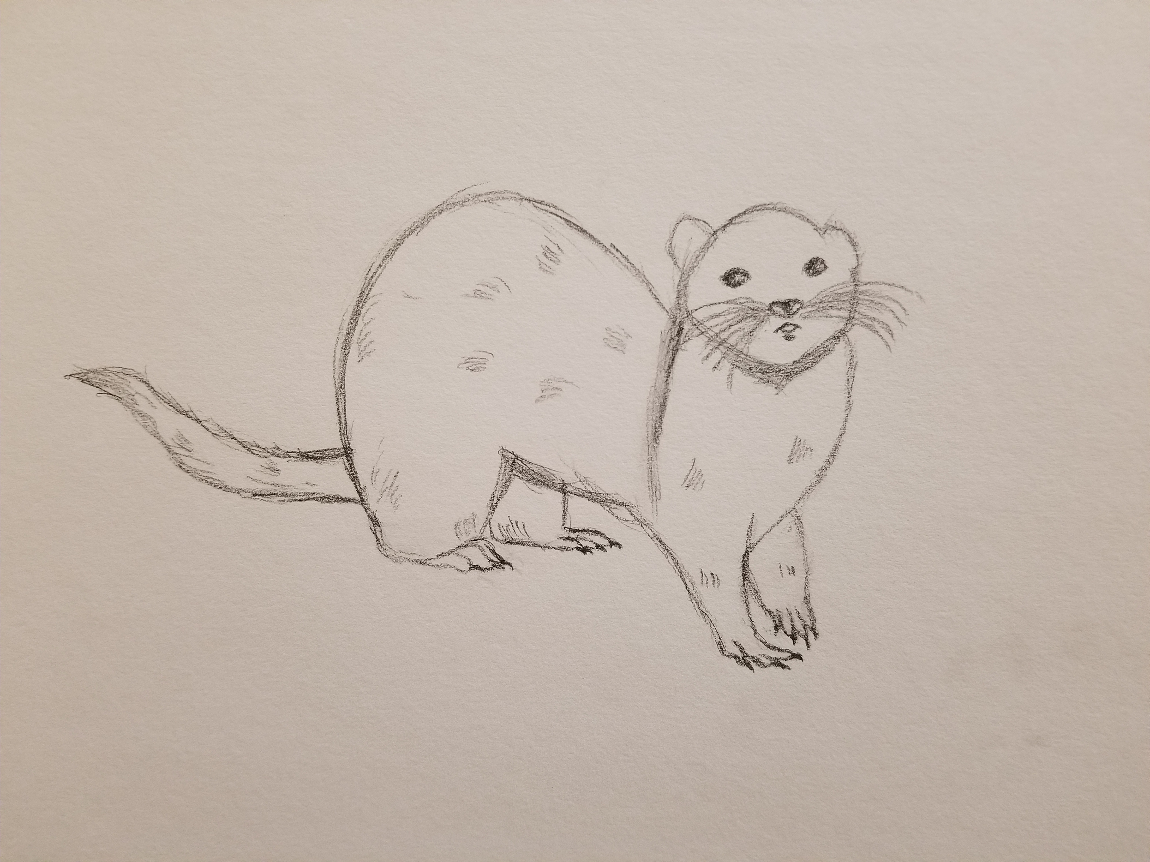 Pencil sketch of a Ferret