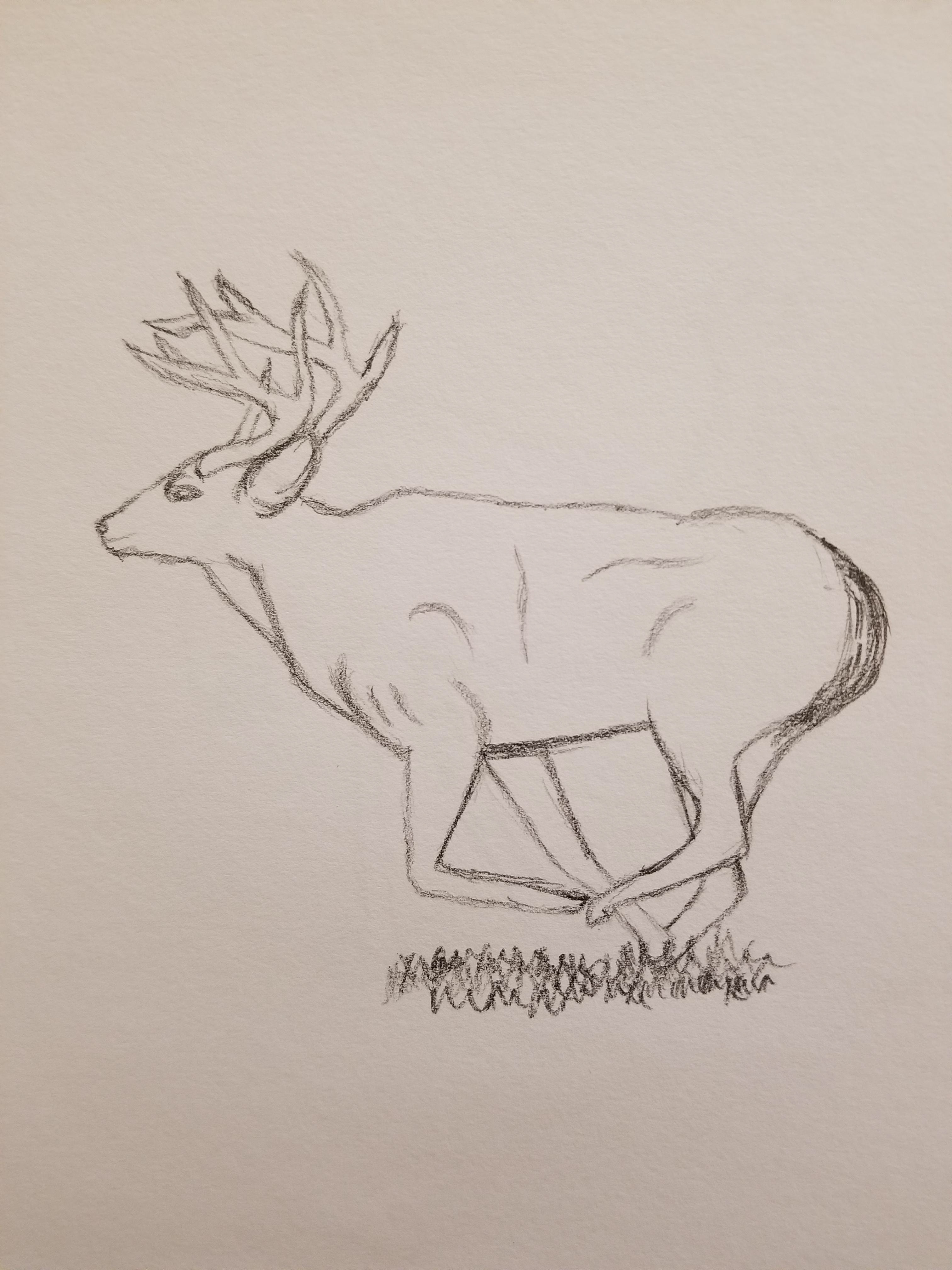 Pencil sketch of a Stag