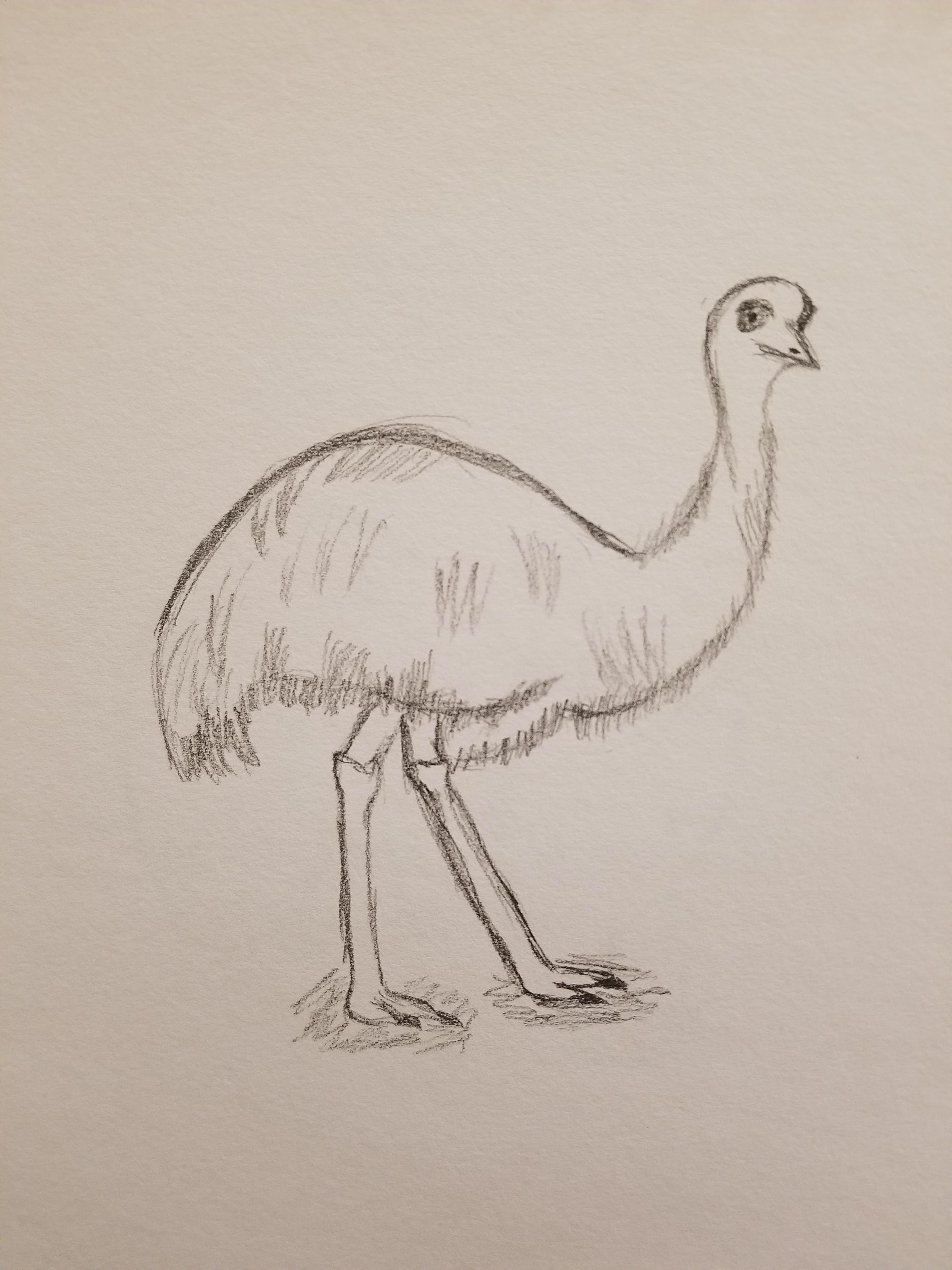 Pencil sketch of an Emu
