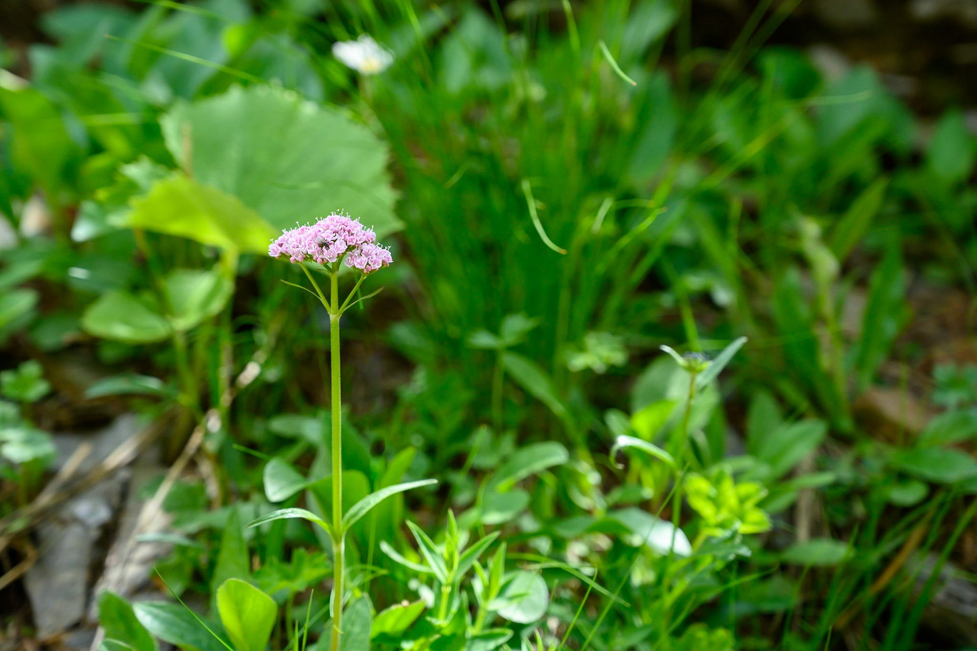 Bild zeigt v. l.:  Veröffentlichung nur mit©pixelmaker.at