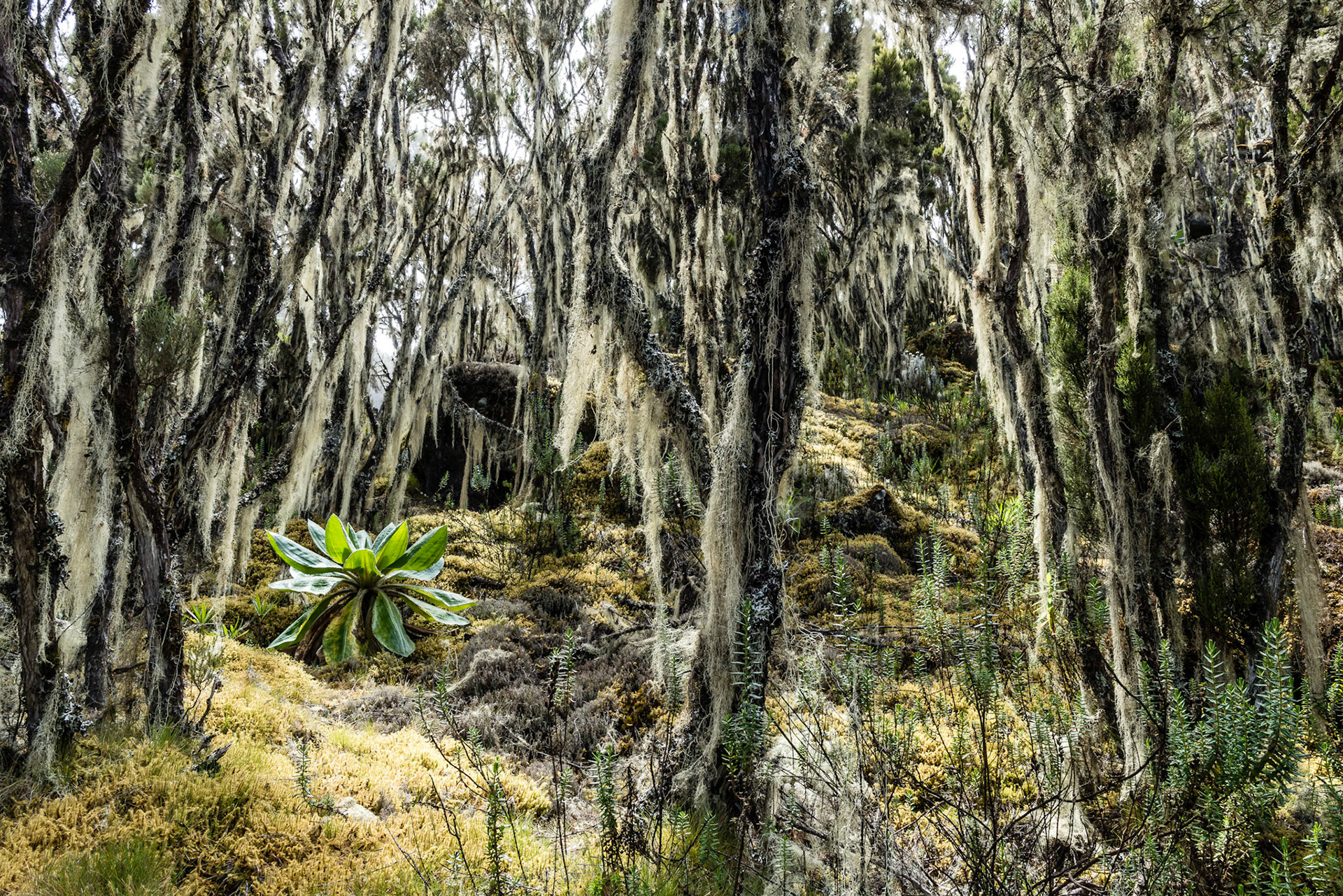 Klimanjaro 5895 m  ©pixelmaker.at