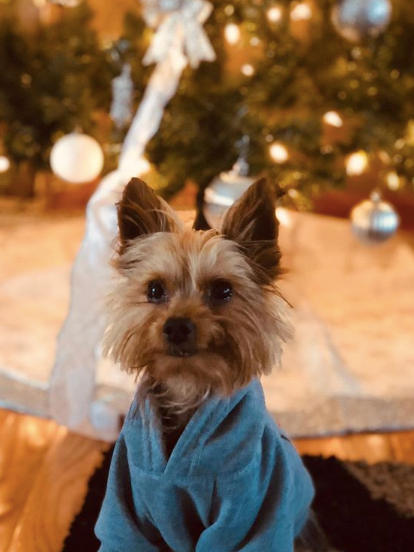 Sire Blue- Sebastian the First, December 2018
