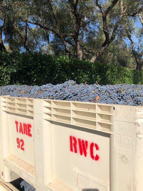 Rutherford Wine Company Photoshoot