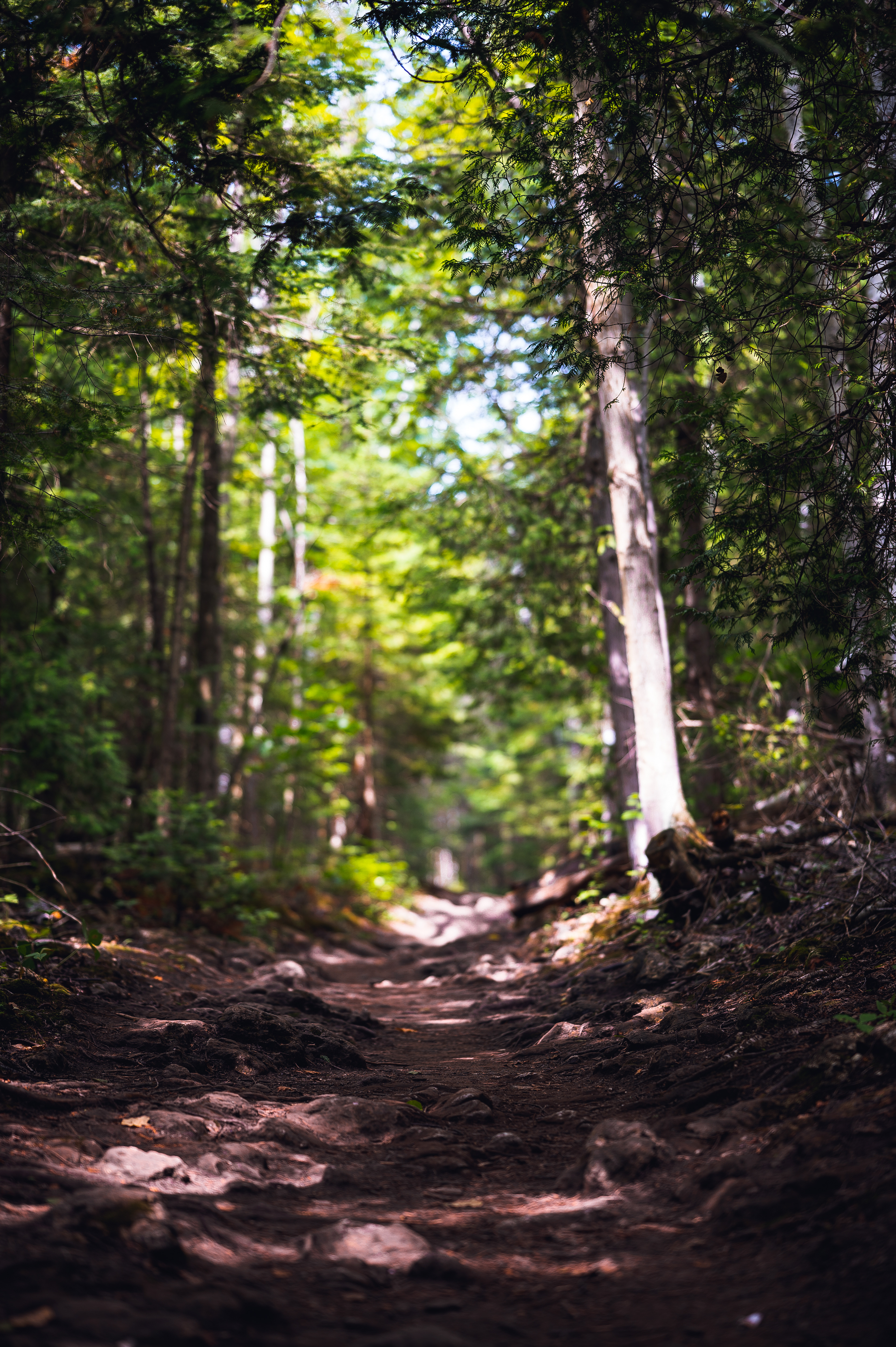 Another forest floor