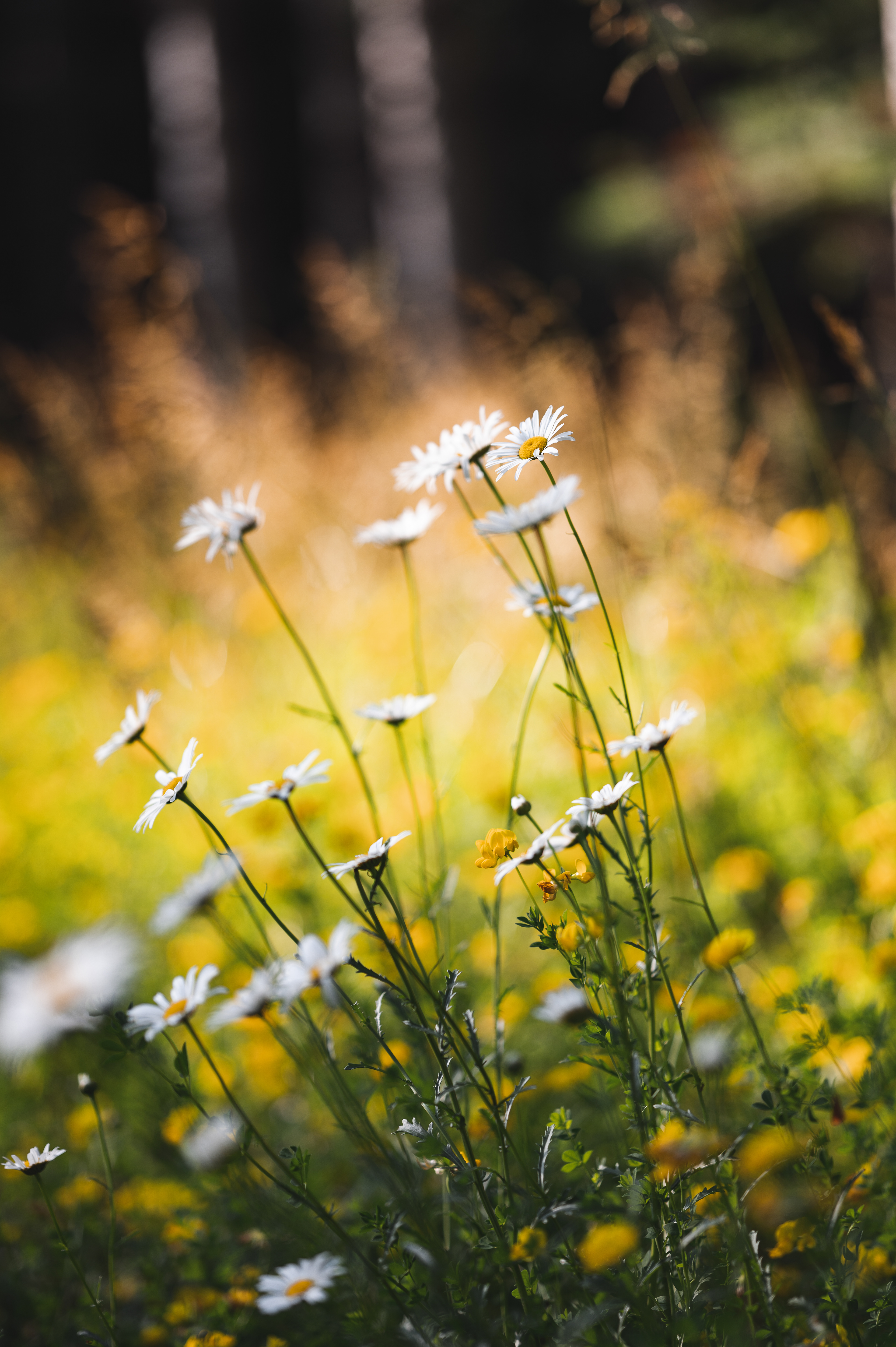 Flowering Fields | July 13, 2022