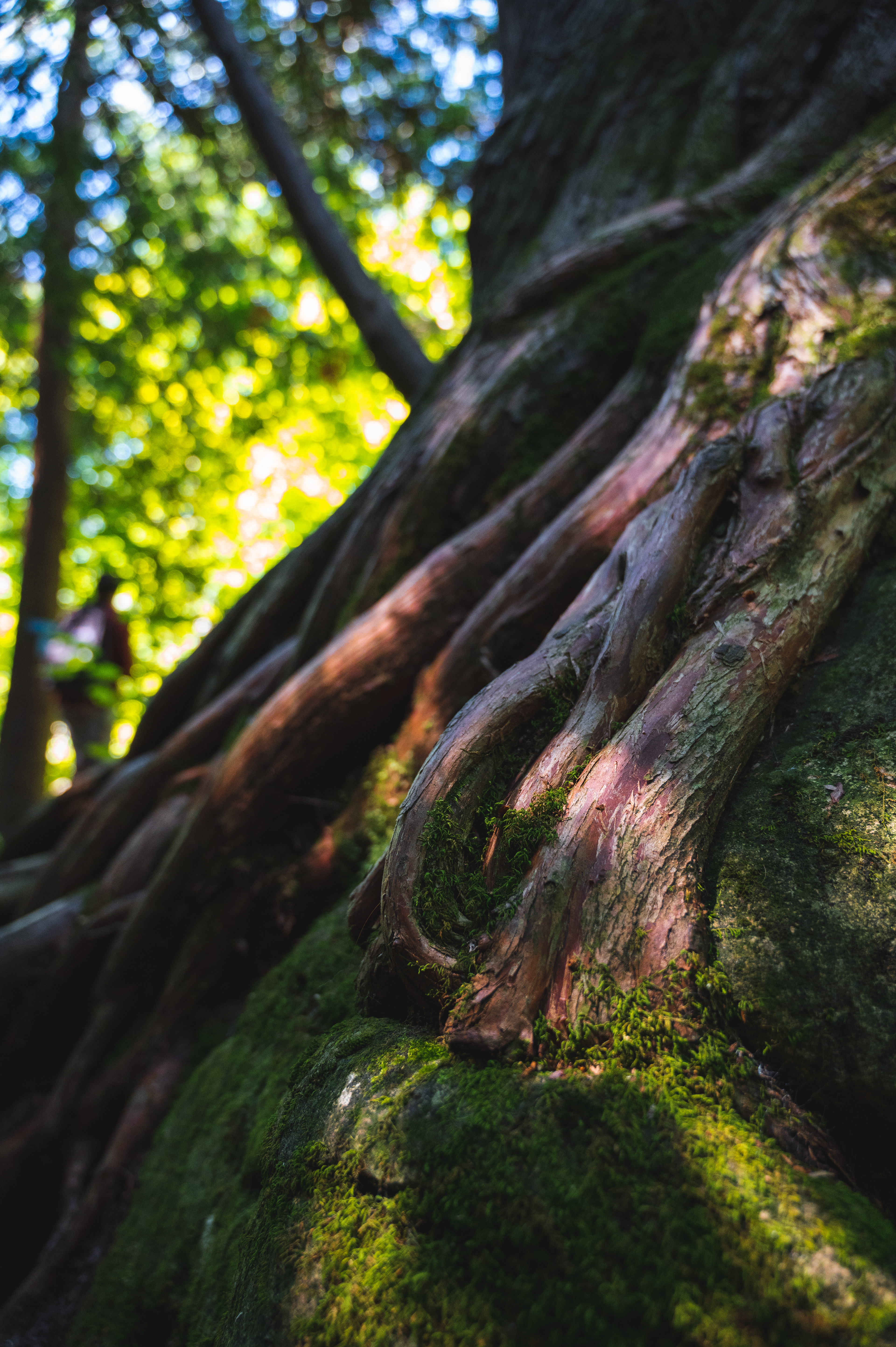 Cool tree
