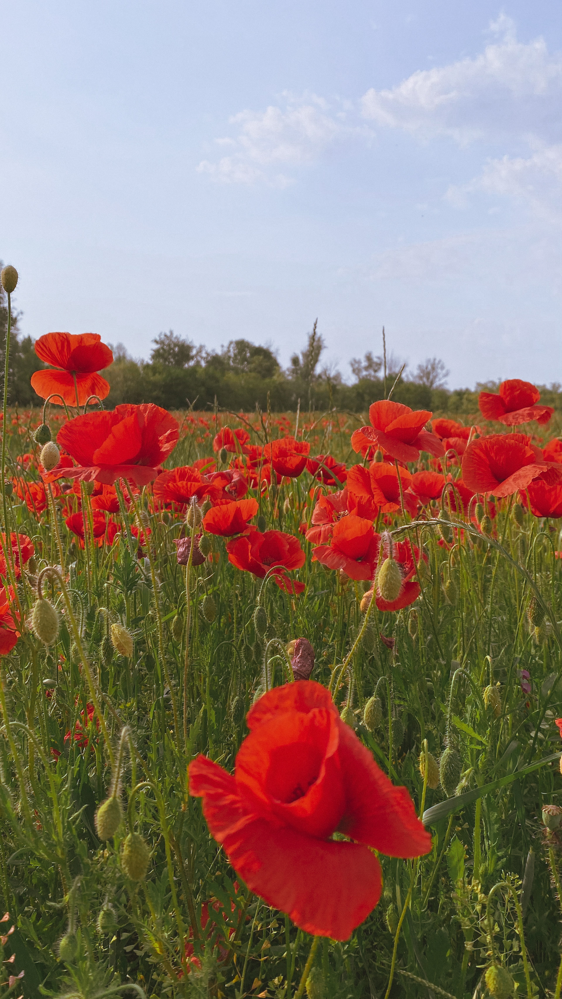 Papaveri - Campagna
