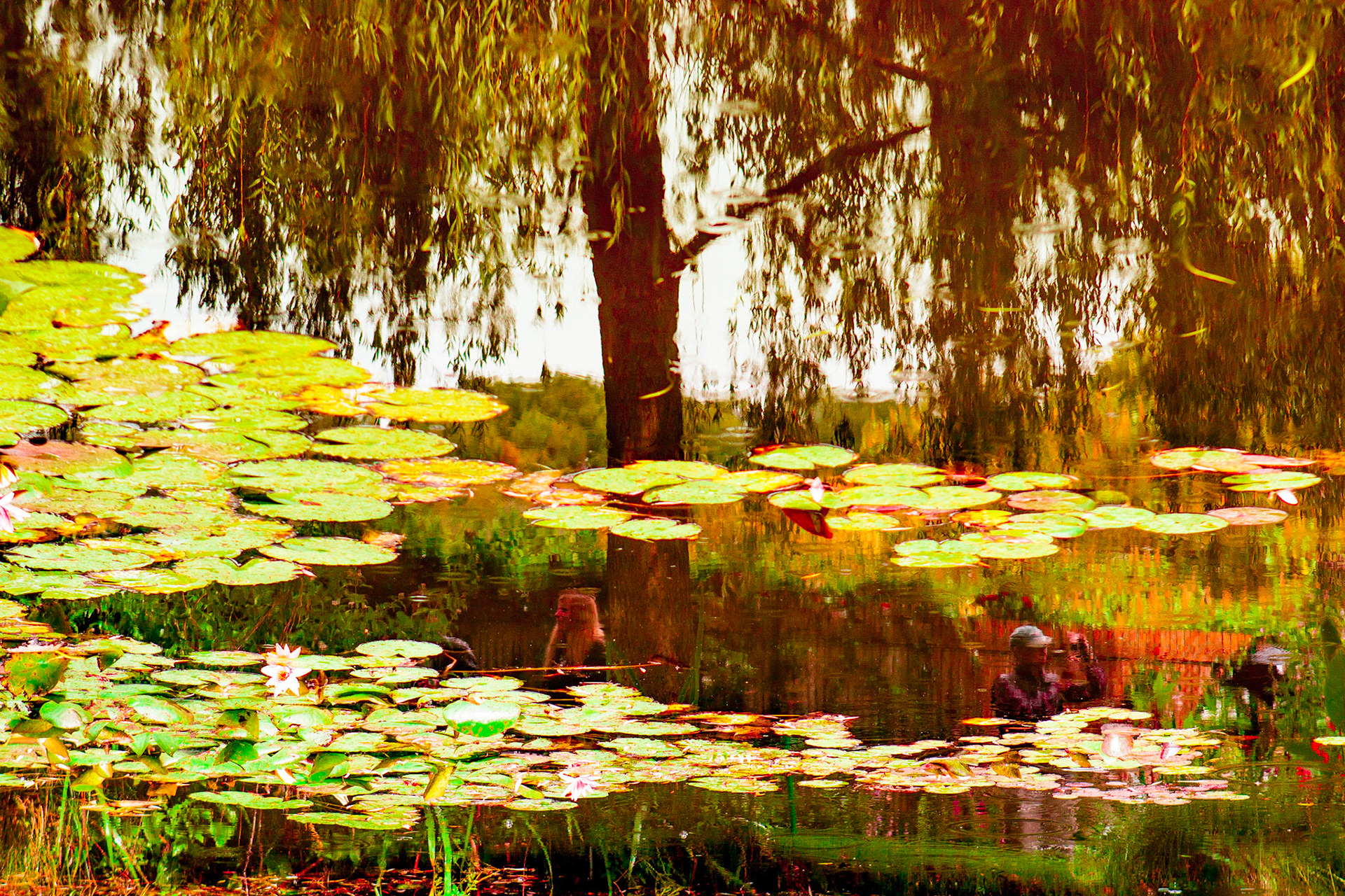 DIALOGANDO COM MONET
