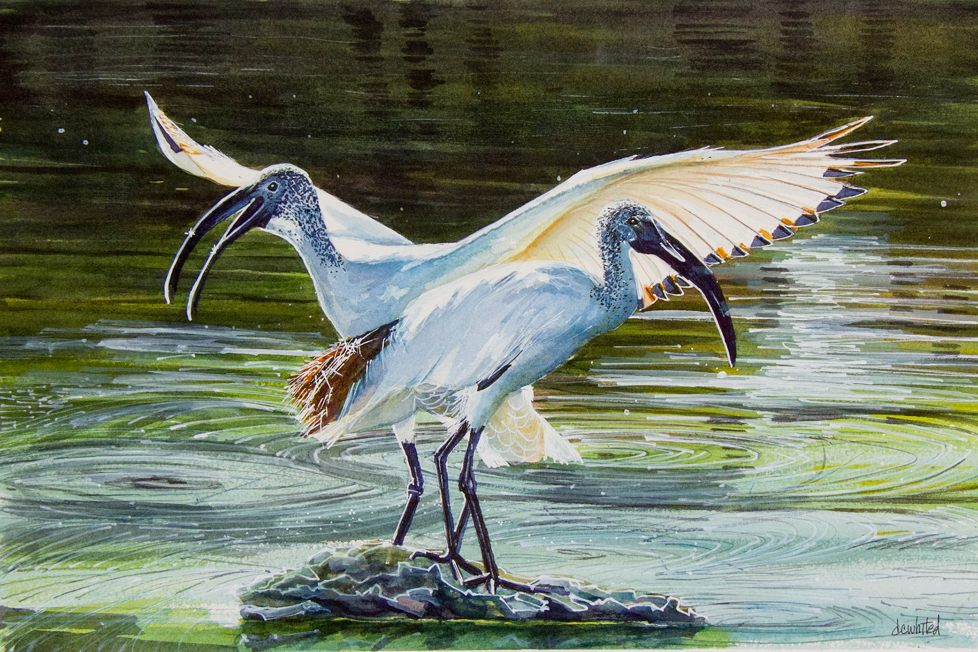 Sacred Ibis (South Africa)