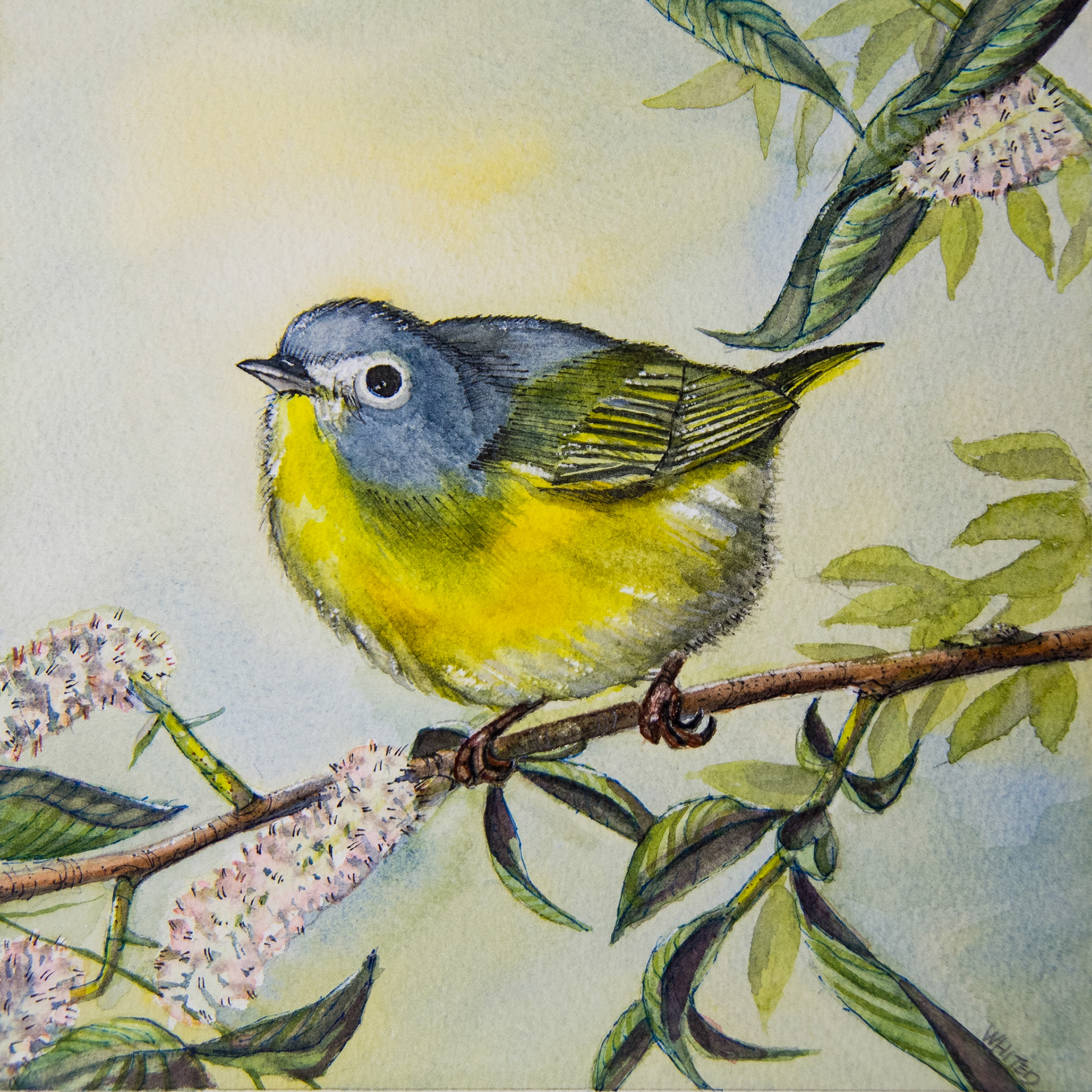 Nashville Warbler