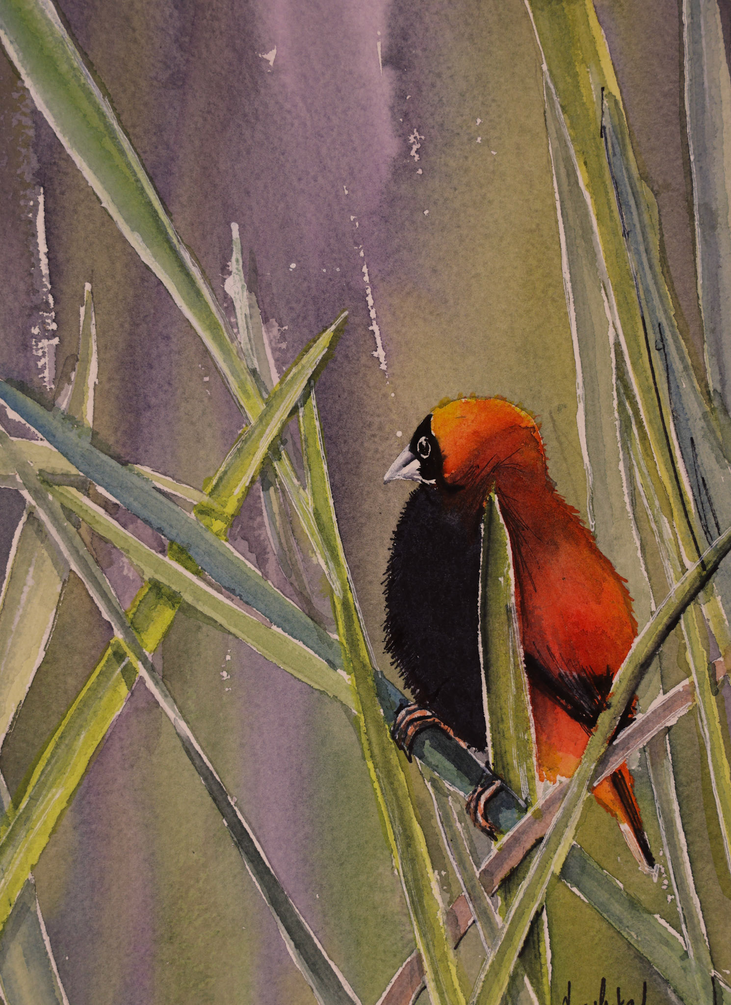 Red Bishop (South Africa)
