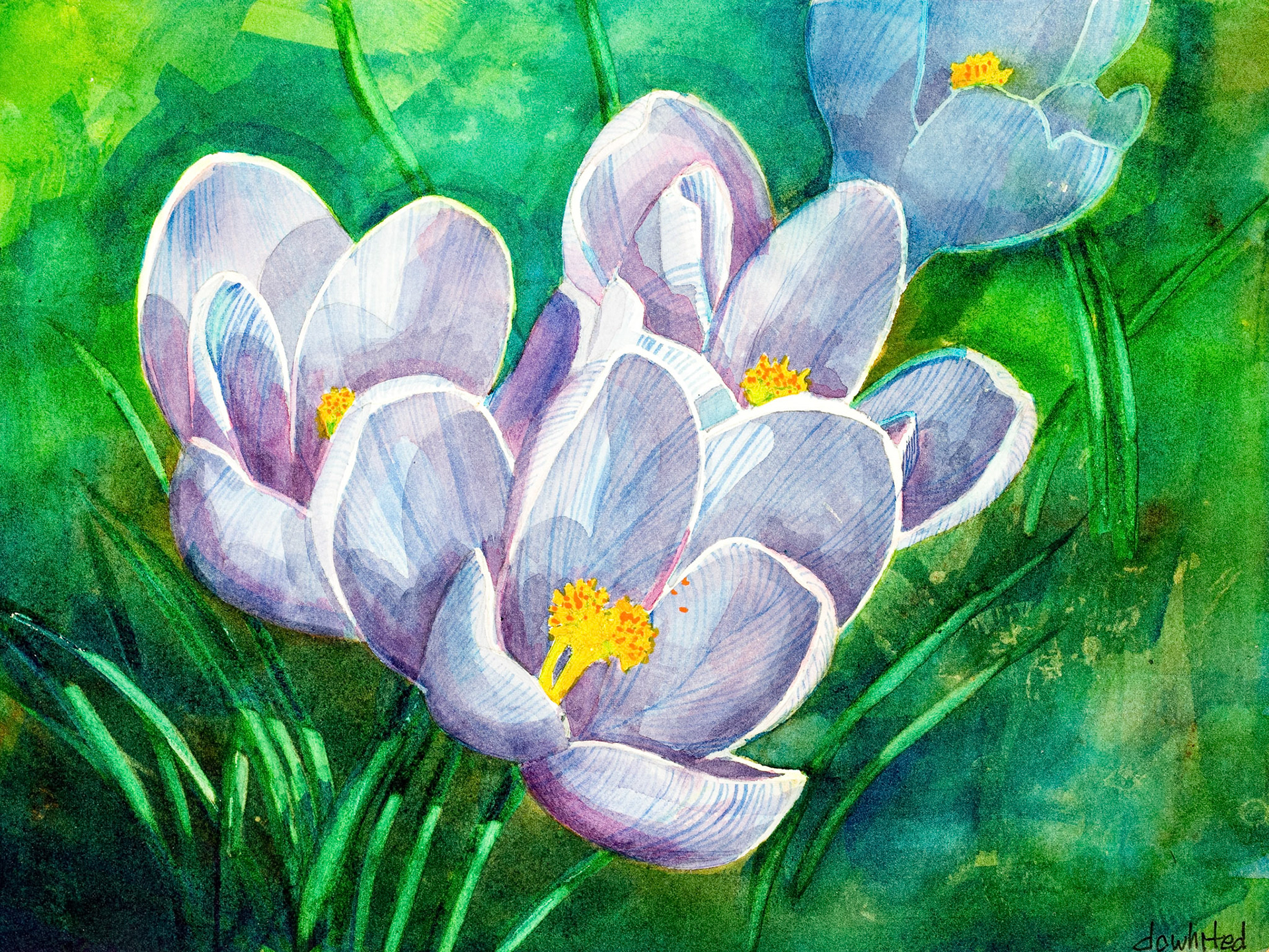 Crocus Flowers