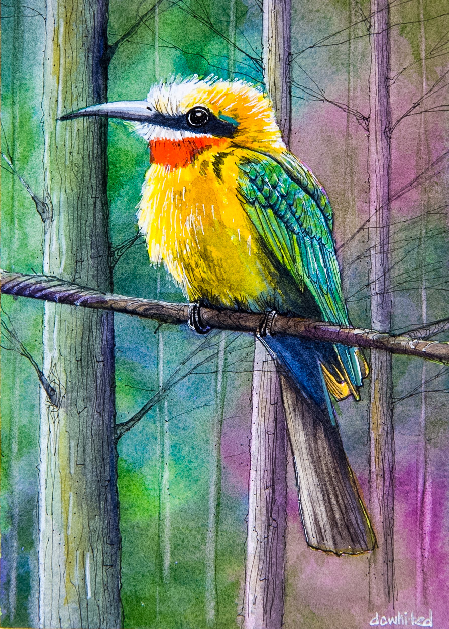 White-fronted Bee Eater (South Africa)