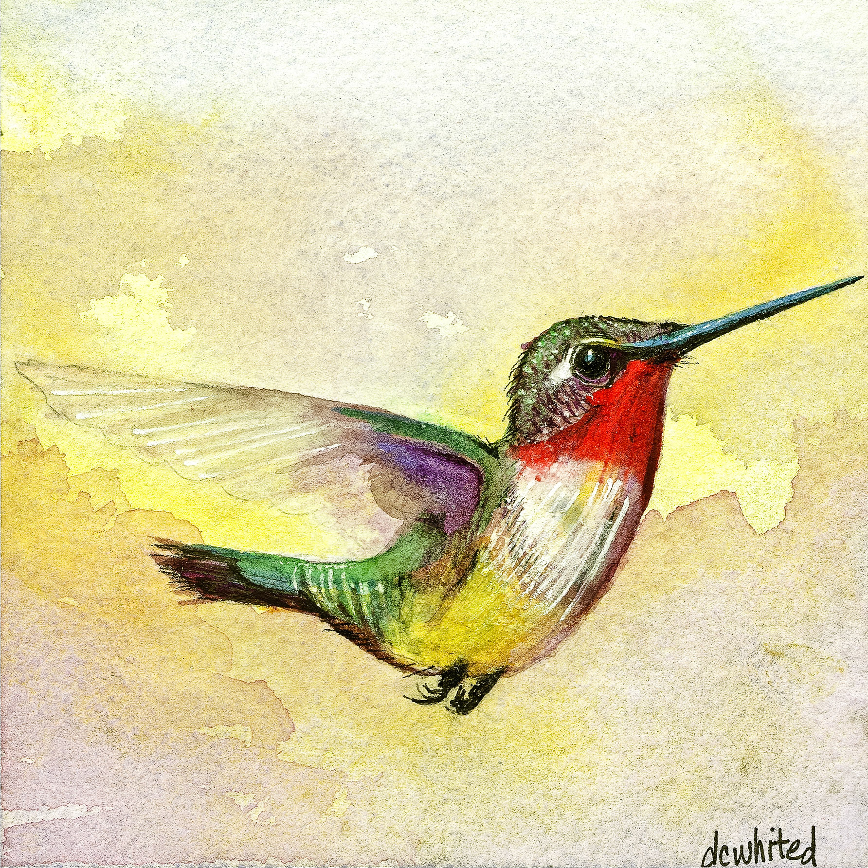 Ruby-throated Hummingbird 